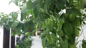 Фото номера Двухместный номер с 1 кроватью и террасой Отель Family Hotel Belvedere г. Dŭlgopol 11
